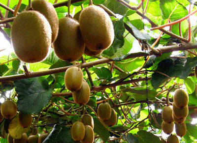 2014-10-02-Agrotika-Aktinidia-Oroi-Ypoxreoseis