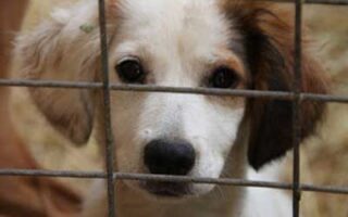 Reportage Chalatsis Alx adespota11