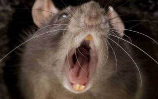 Topika sos arouraioi makroxori