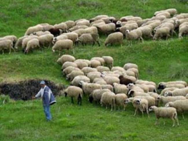 Agrotika diloseis dimotikon voskotopon