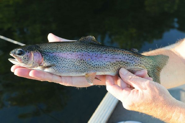 Agrotika pestrofa georgianoi