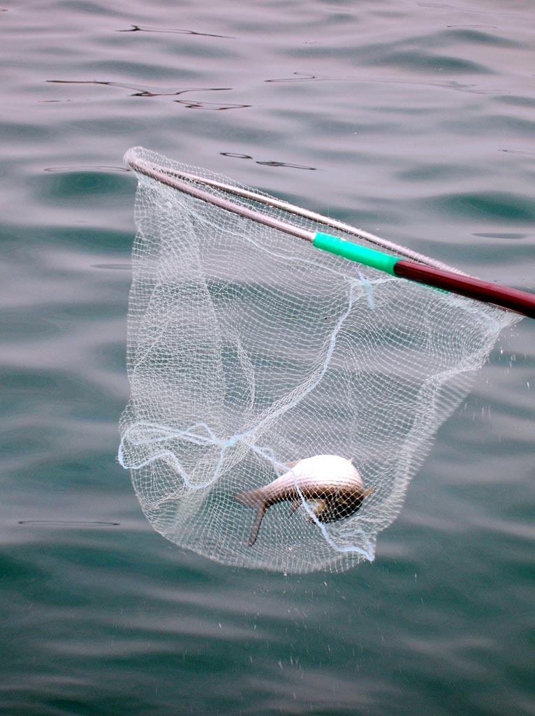 Topika apagoreysi aliias