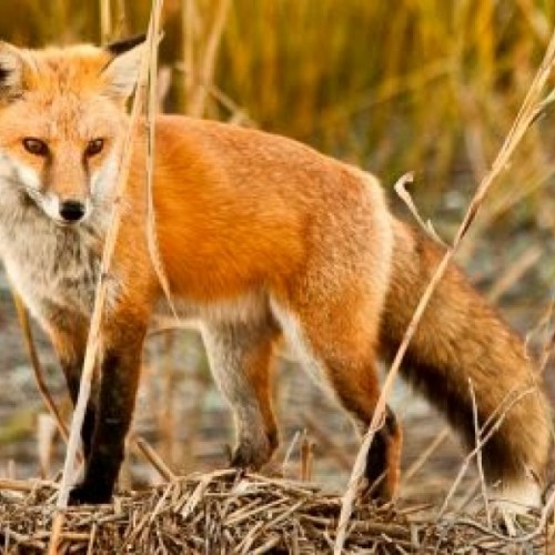 Εναέριοι εμβολιασμοί  κατά της λύσσας των κόκκινων αλεπούδων - Μέτρα διαχείρισης από τους κατοίκους