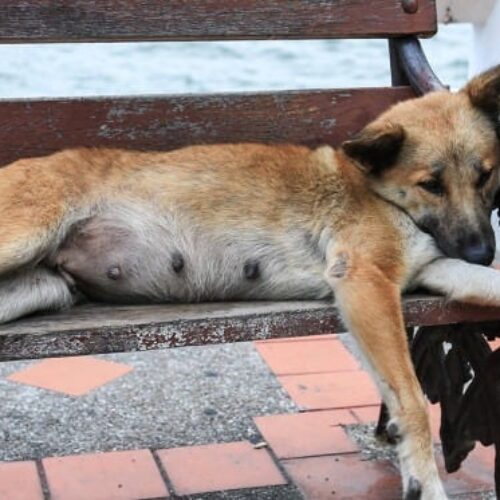 Δήμος Βέροιας: Ξεκινάει το πρόγραμμα εθελοντικών στειρώσεων αδέσποτων ζώων συντροφιάς