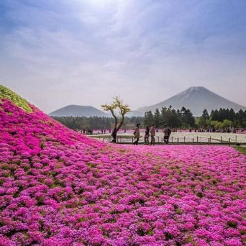 Εκατομμύρια ανθισμένα λουλούδια στην Ιαπωνία: Εκεί που τελειώνει το ανθισμένο έδαφος, ξεκινάει ο ουρανός