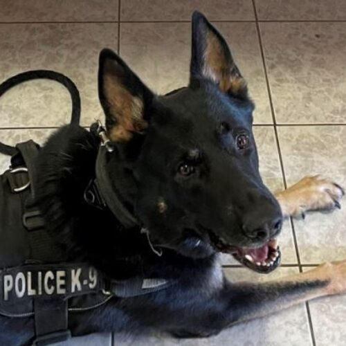 Σύλληψη για διακίνηση ναρκωτικών - Στις έρευνες συμμετείχε και ο αστυνομικός σκύλος «Ακύλας»