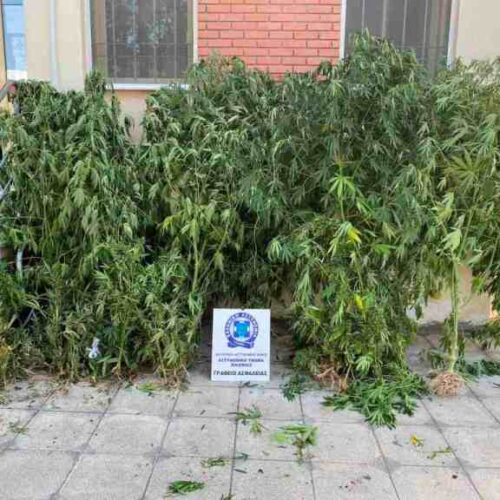 Θεσσαλονίκη: Καλλιεργούσε 57 δενδρύλλια κάνναβης και συνελήφθη