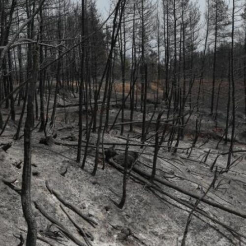 Πανελλήνια Ένωση Βιοεπιστημόνων: Δασικές πυρκαγιές στο ελληνικό μεσογειακό τοπίο / ευλογία και κατάρα!