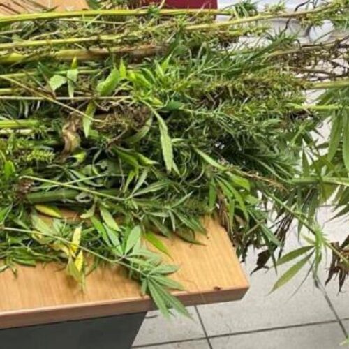 Πιερία: Συνελήφθη ένα άτομο στην Πιερία για καλλιέργεια 90 δενδρυλλίων κάνναβης
