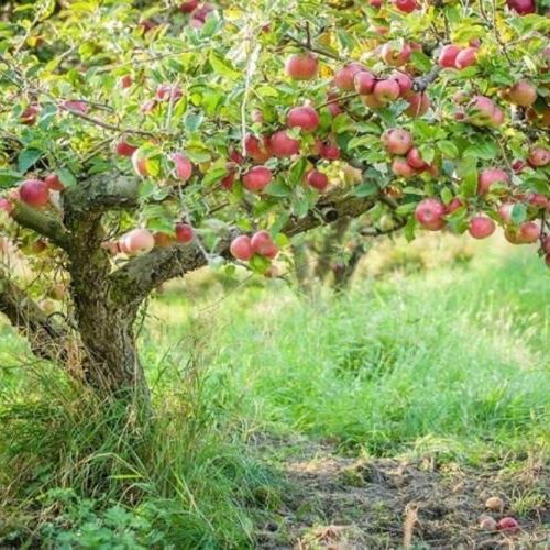 Δήμος Νάουσας: Ενημέρωση για δηλώσεις ζημιάς από βροχόπτωση σε καλλιέργειες μηλιάς στην Τοπική Κοινότητα Χαρίεσσας