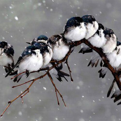 Πουλιά αγκαλιασμένα στο φακό! / Τρυφερές εικόνες σπάνιας ομορφιάς!