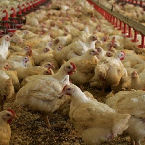 Ανακοίνωση Διεύθυνσης Κτηνιατρικής Περιφέρειας Κ. Μακεδονίας – Επείγουσα ενημέρωση για τη γρίπη των πτηνών