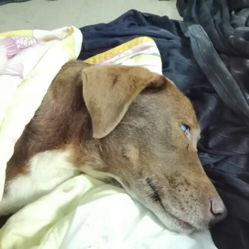 Νάουσα: Θανάτωσαν με φόλα την τυφλή σκυλίτσα στη Χαρίεσσα