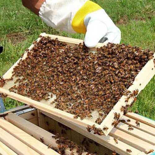 Π.Ε. Ημαθίας: Υποβολή αιτήσεων για τη βελτίωση των συνθηκών παραγωγής και εμπορίας των προϊόντων της μελισσοκομίας