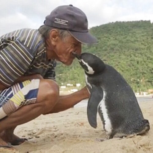 Ο πιγκουίνος που ταξιδεύει κάθε χρόνο 5.000 μίλια για να επισκεφτεί τον ψαρά που τον έσωσε! | video