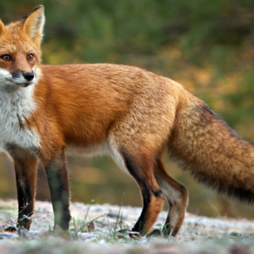 Π.Ε. Ημαθίας: Ενημέρωση σχετικά με τη λύσσα και τους εμβολιασμούς των κόκκινων αλεπούδων