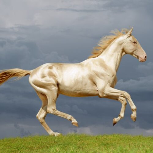 Το σπάνιο χρυσαφί άλογο που εκτρέφεται στο Τουρκμενιστάν / Θεωρείται το “ωραιότερο στον κόσμο”