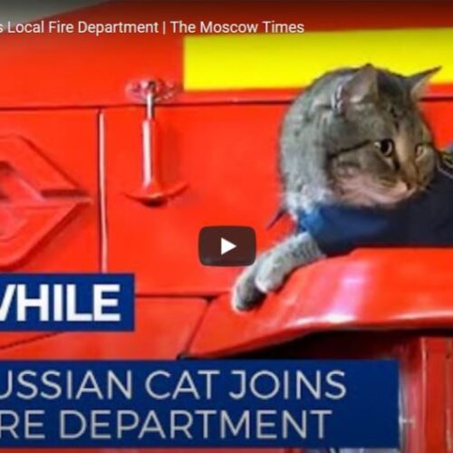 Σιμιόν, ο πυροσβέστης γάτος /  Αδέσποτος κατατάσσεται στην Πυροσβεστική Υπηρεσία | video