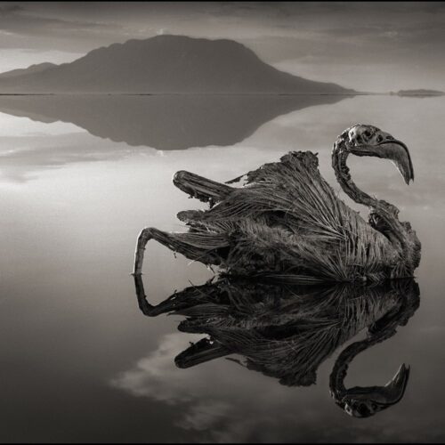 Το μυστήριο της "πέτρινης" λίμνης Natron στην Τανζανία