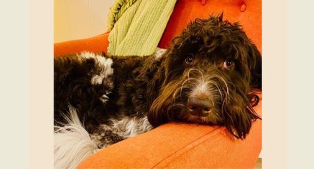 ΗΠΑ: Σκύλος έφαγε χαρτονομίσματα αξίας 4.000 δολαρίων - Πώς τα πήραν πίσω  οι ιδιοκτήτες του - Faretra.info Ηλεκτρονική Εφημερίδα της Ημαθίας